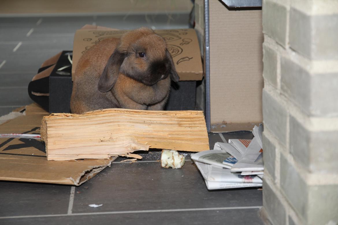 Kanin Cathrine Zeta Jones "Zeta" billede 7