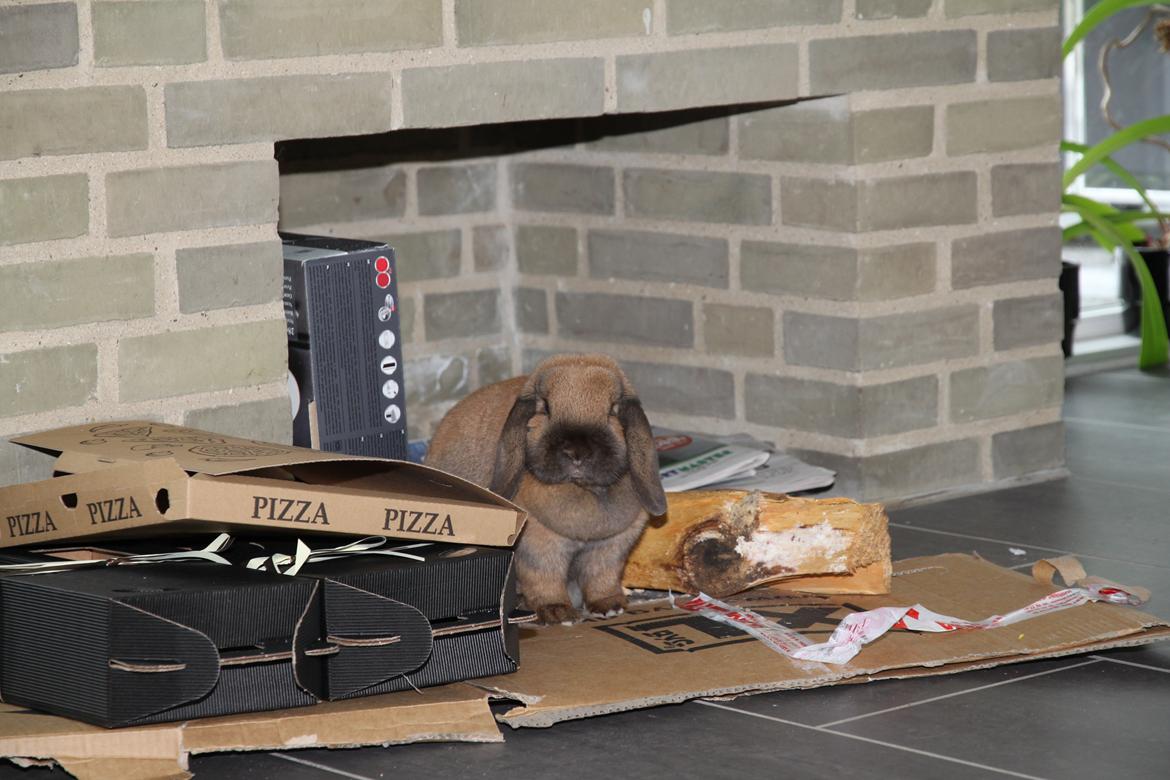 Kanin Cathrine Zeta Jones "Zeta" billede 8