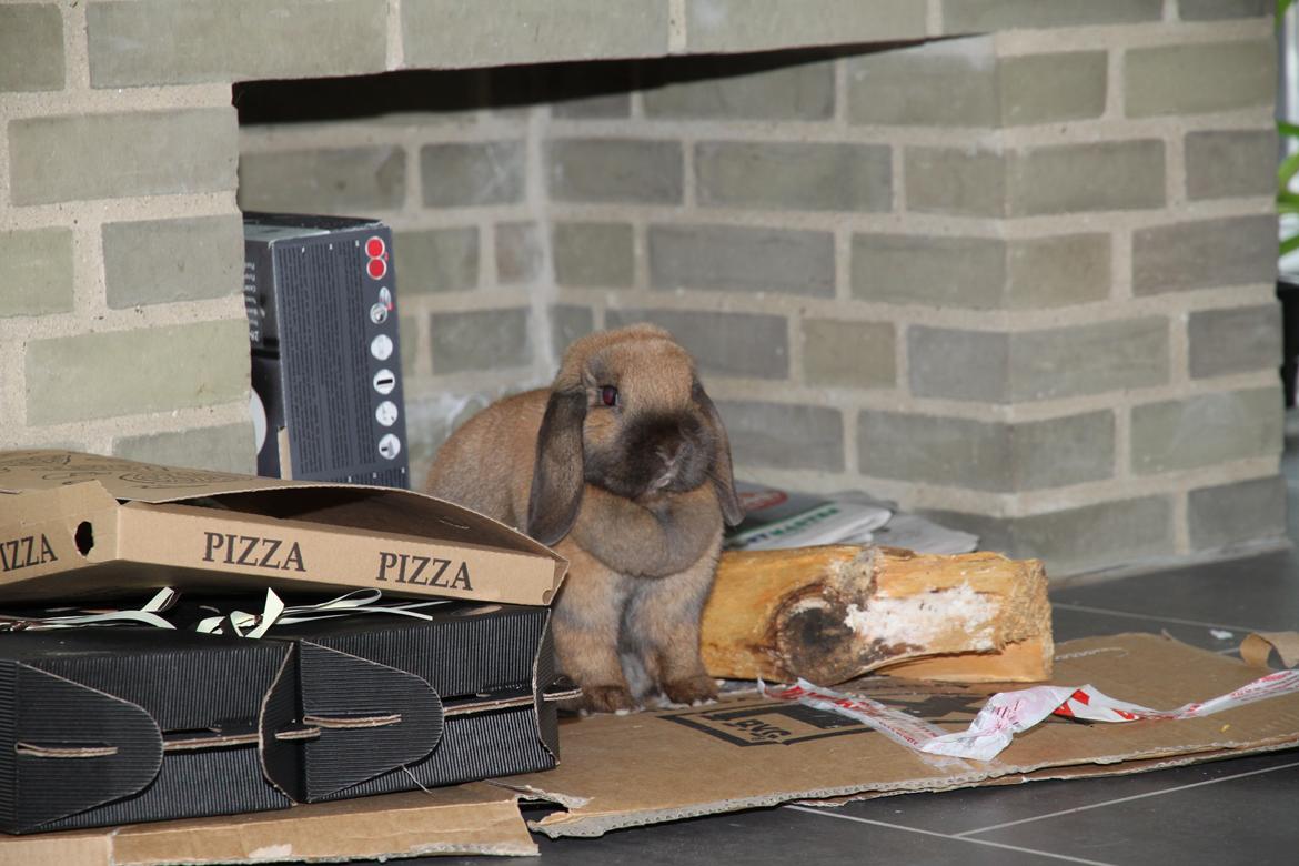 Kanin Cathrine Zeta Jones "Zeta" billede 9