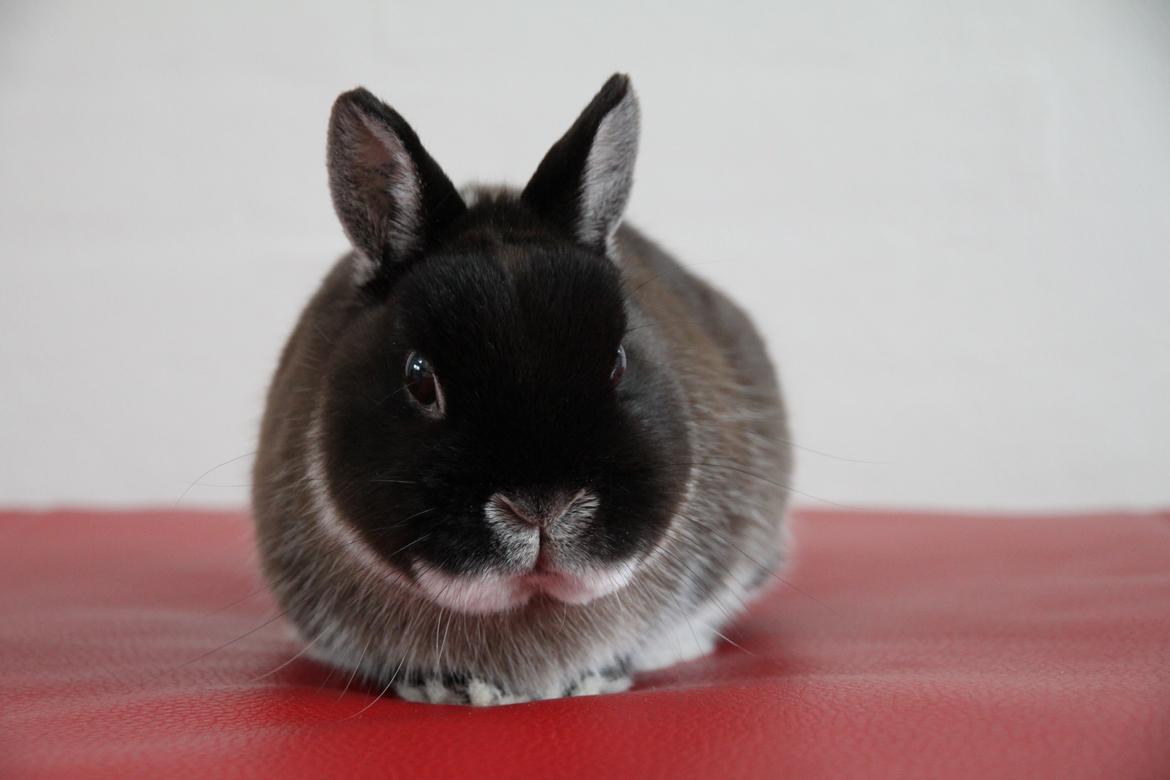 Kanin Kildebjergs Nintendo "Nintendo" billede 1