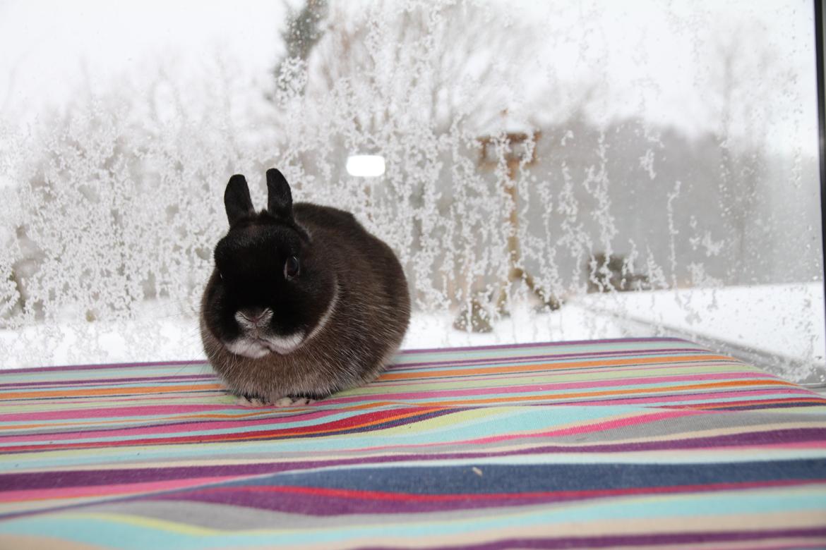 Kanin Kildebjergs Nintendo "Nintendo" billede 2