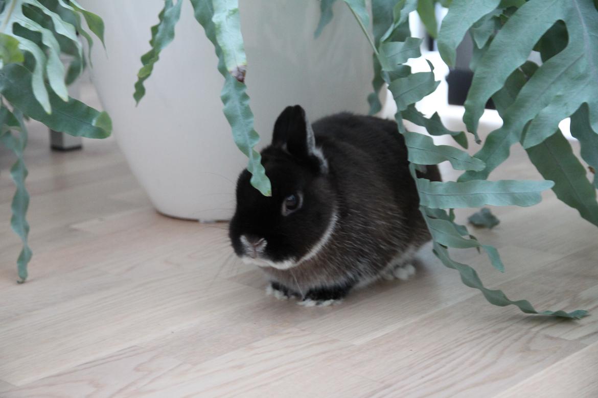 Kanin Kildebjergs Nintendo "Nintendo" billede 3