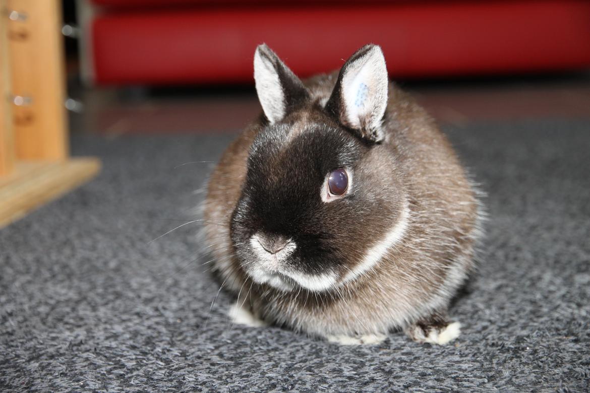 Kanin Kildebjergs Nintendo "Nintendo" billede 4