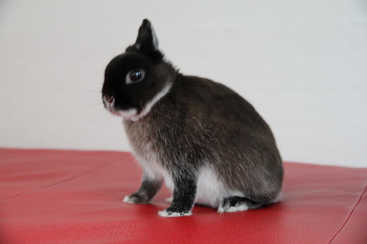 Kanin Kildebjergs Nintendo "Nintendo" billede 5