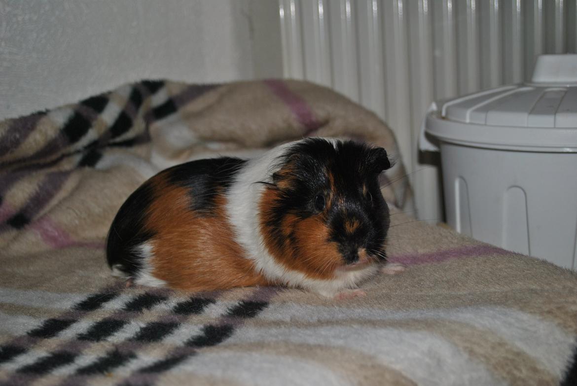 Marsvin Solvej billede 4