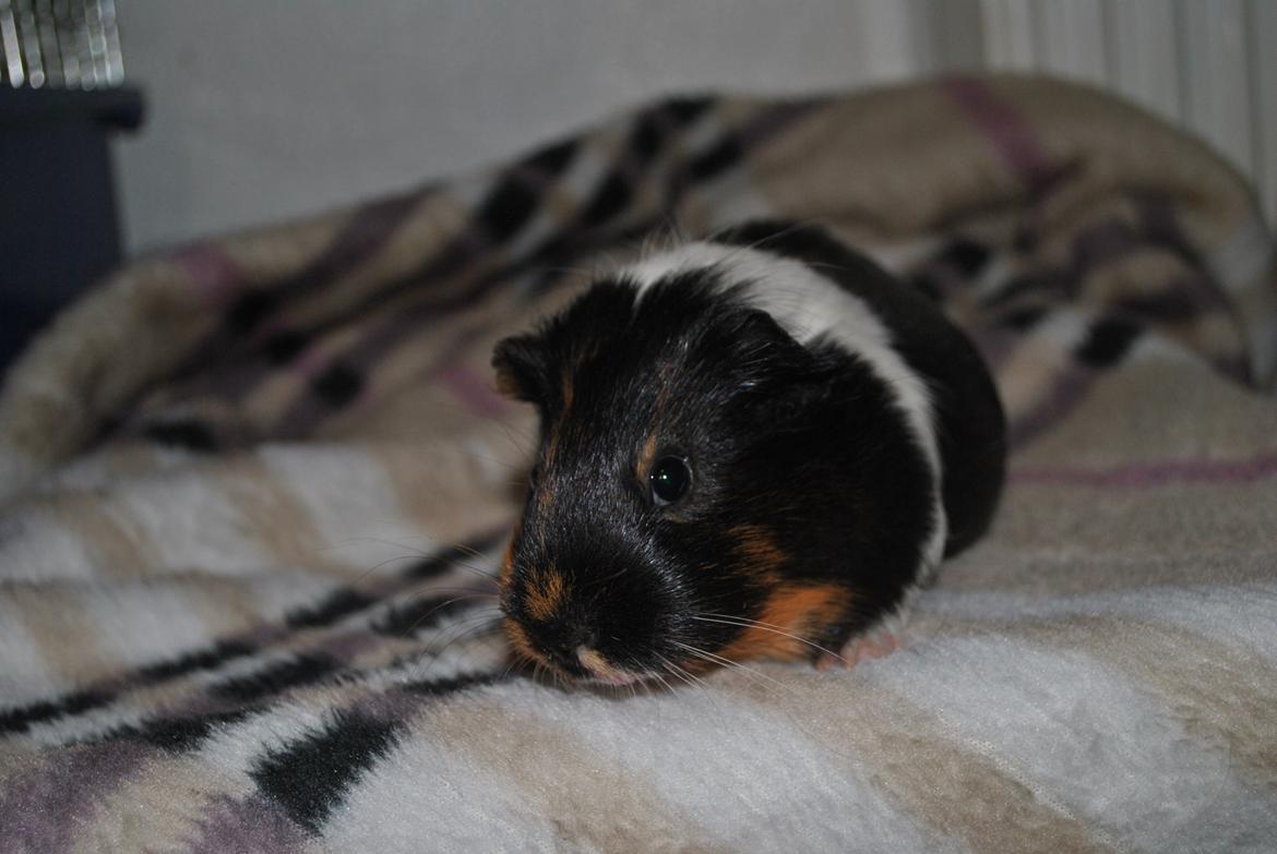 Marsvin Solvej billede 5