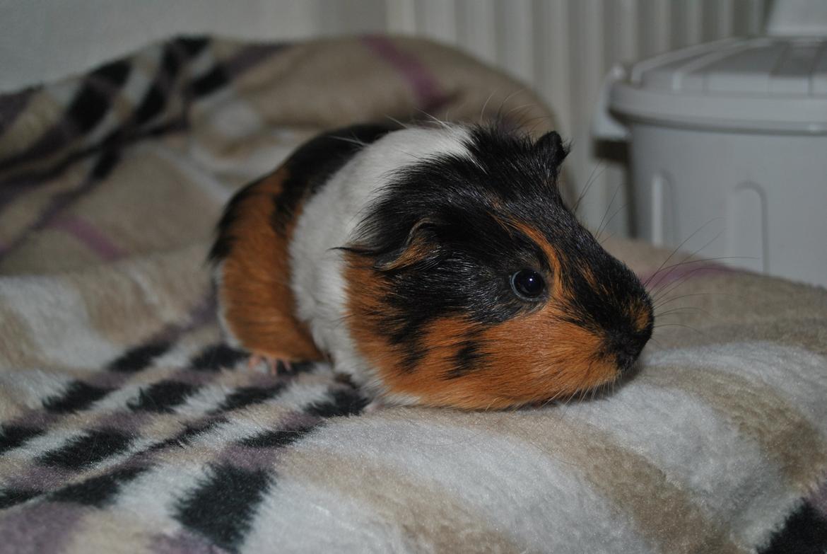 Marsvin Solvej - Hun eeeeelsker kameraet :) billede 6