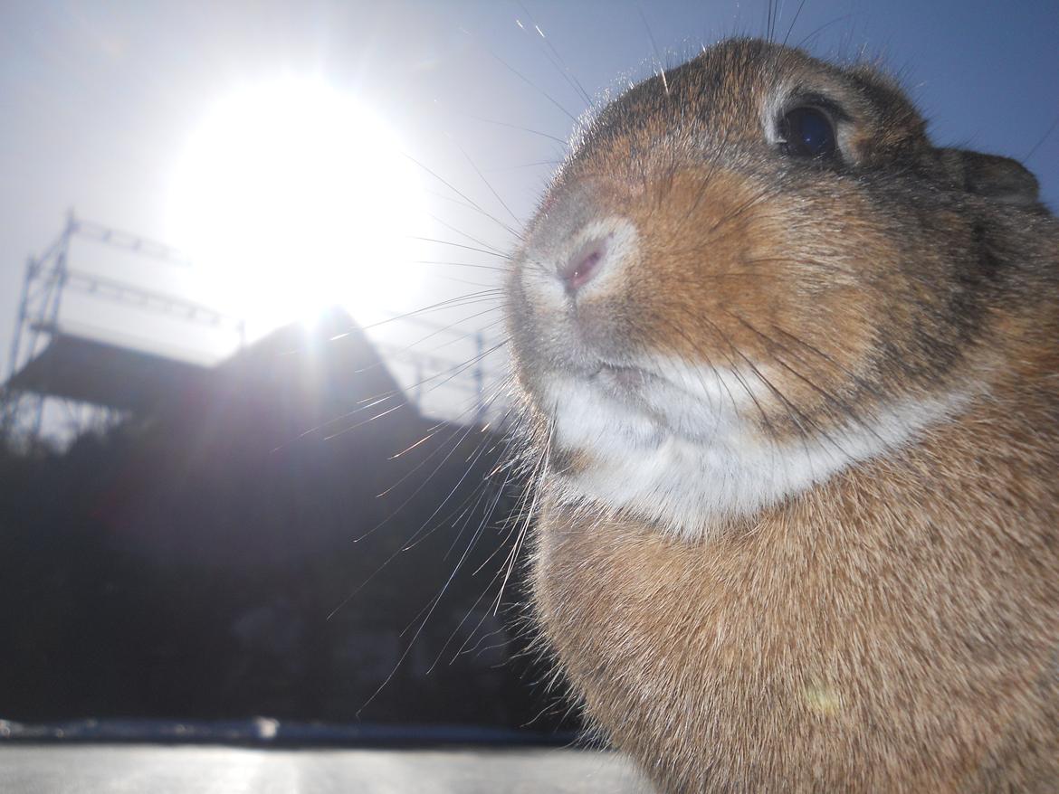 Kanin Paladset's Nuzzer billede 13