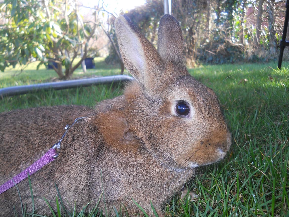 Kanin Paladset's Nuzzer billede 15