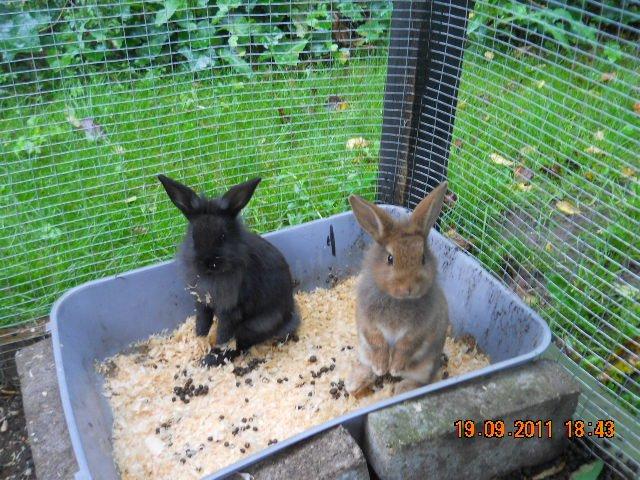 Kanin Paladset's Nuzzer billede 16