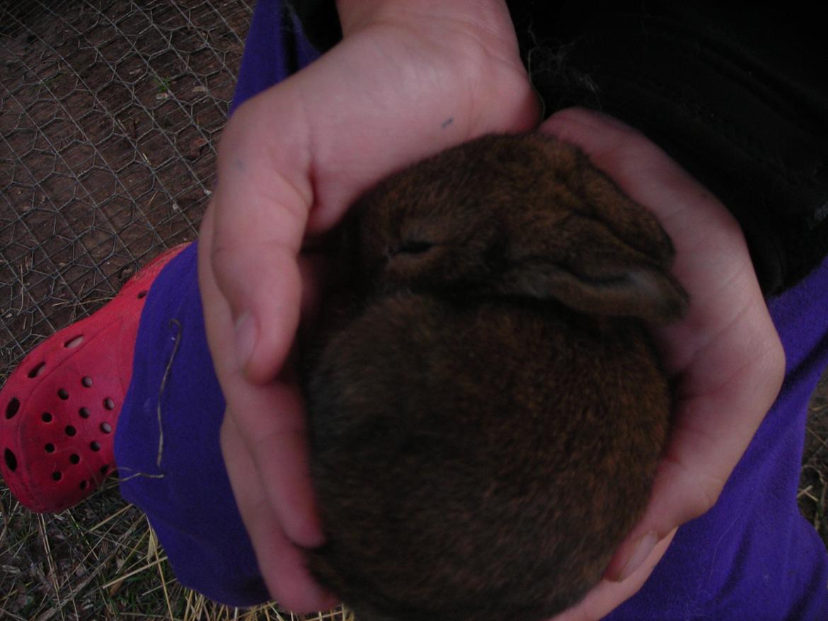 Kanin Paladset's Nuzzer - Nuzzer som bette pige! <3 billede 17