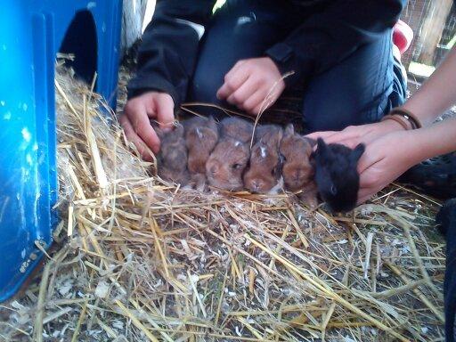 Kanin Paladset's Nuzzer billede 18