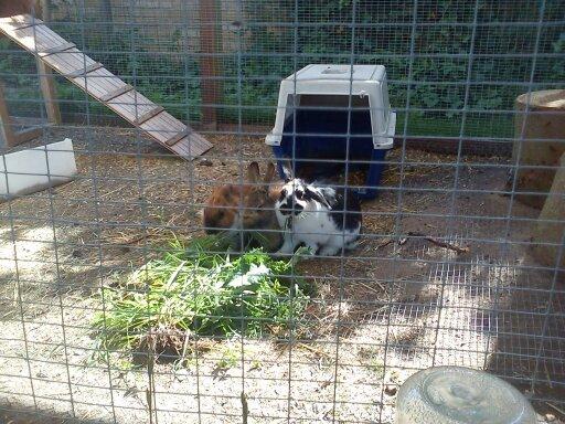 Kanin Nette billede 15