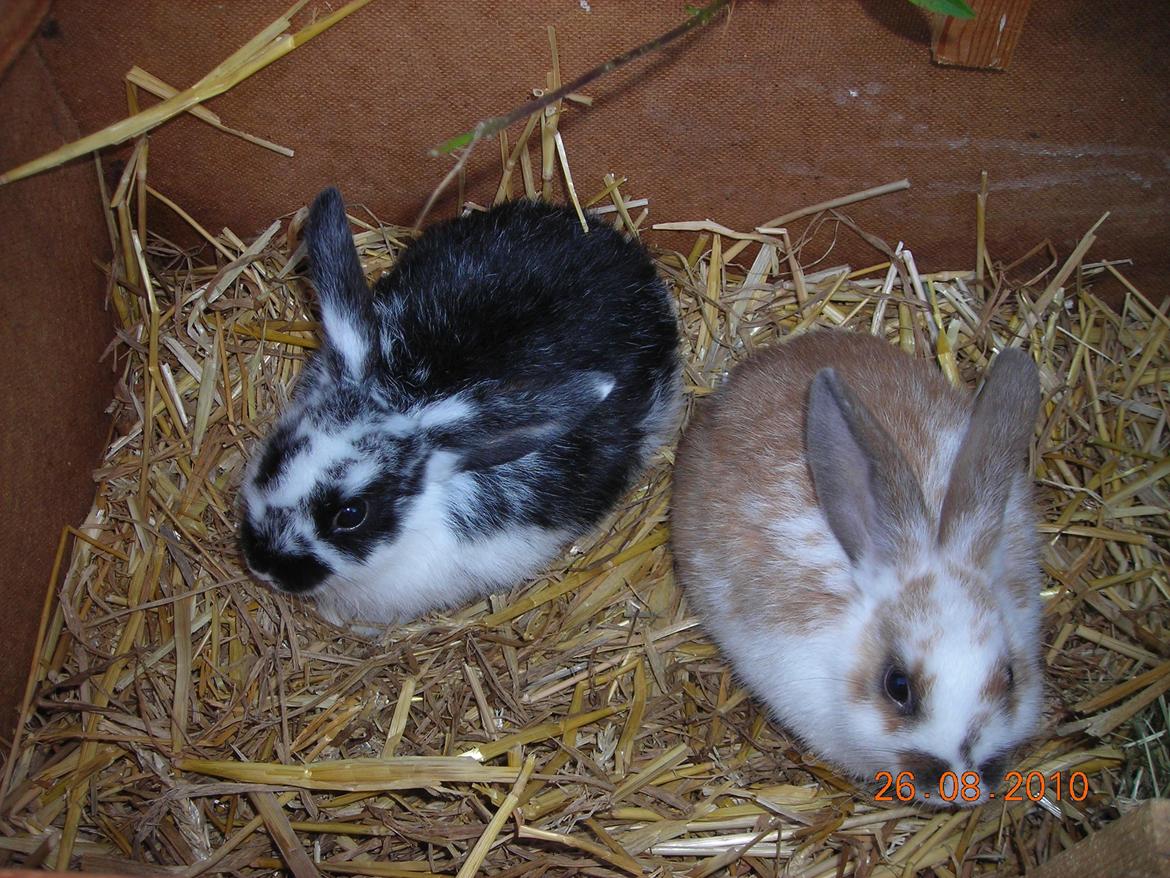 Kanin Nette billede 16