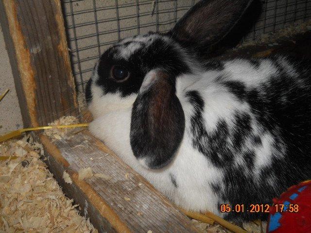 Kanin Nette billede 17