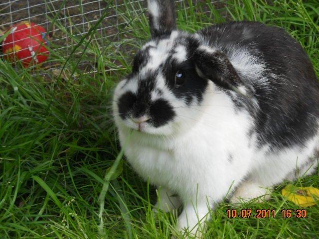 Kanin Nette billede 18