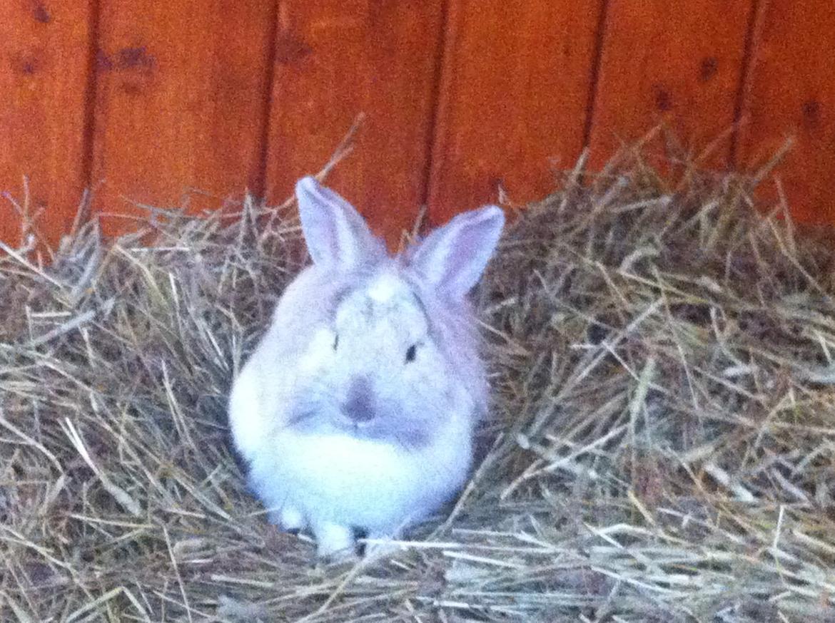 Kanin dalom´s nina billede 15