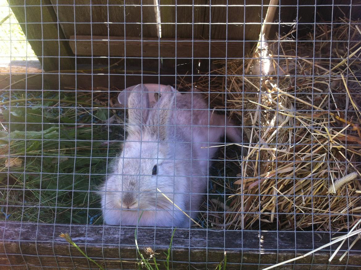 Kanin dalom´s nina billede 16