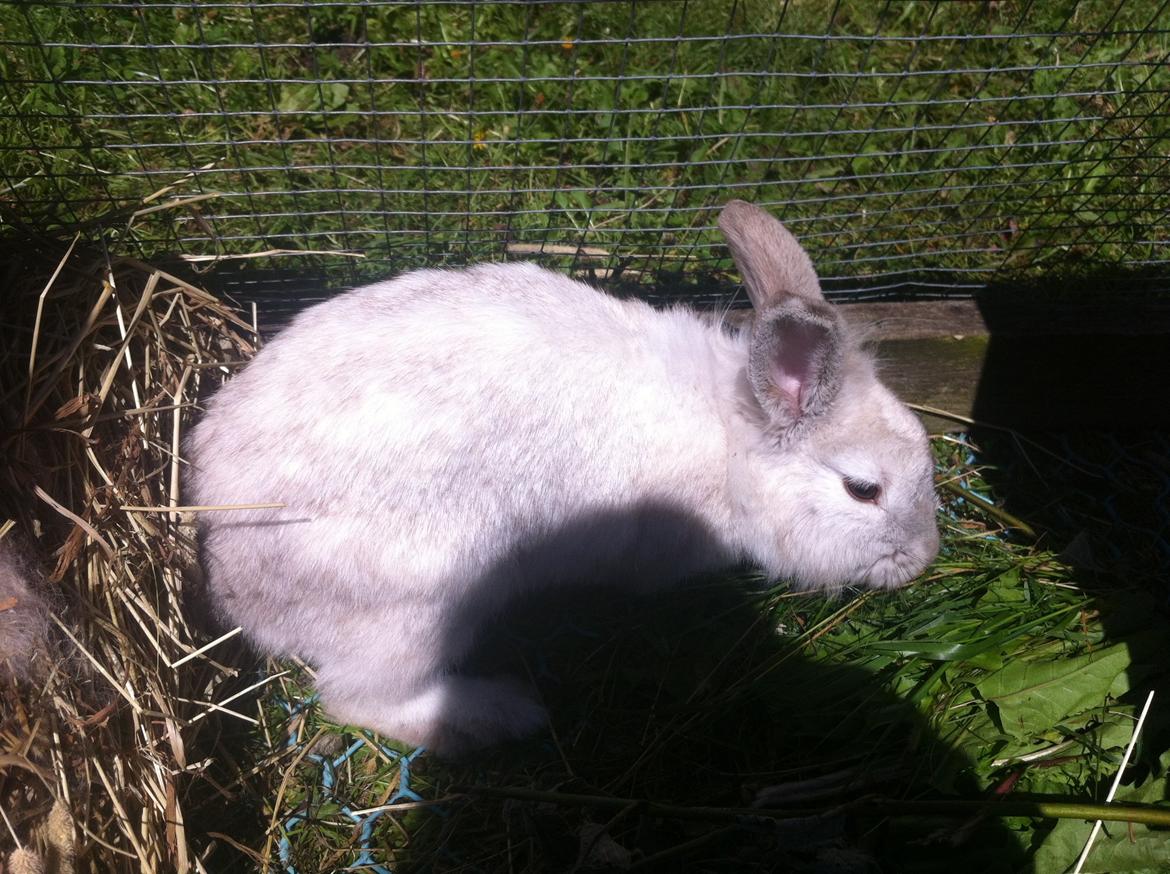 Kanin dalom´s nina billede 17