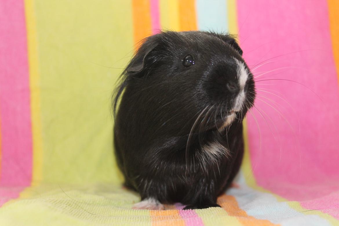 Marsvin Stella billede 17