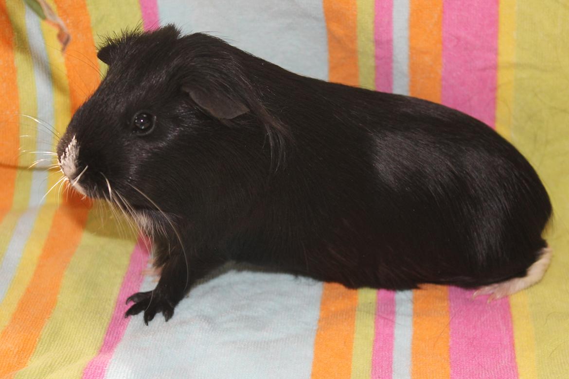 Marsvin Stella billede 18