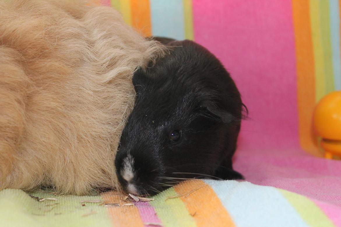 Marsvin Stella billede 19