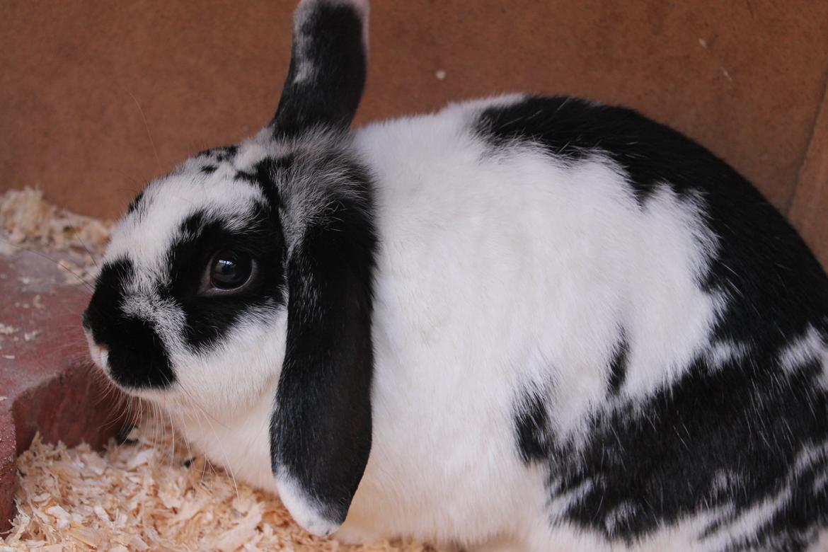 Kanin Alice billede 28