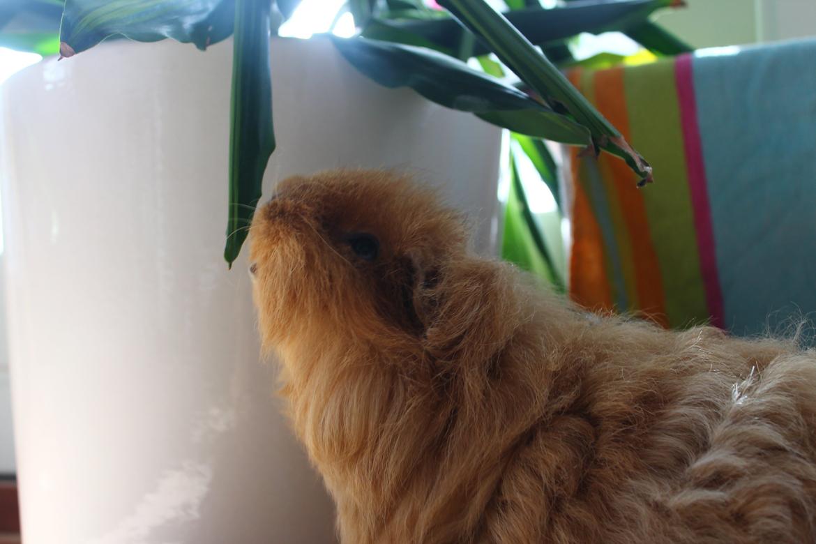 Marsvin Mynte <3 billede 23