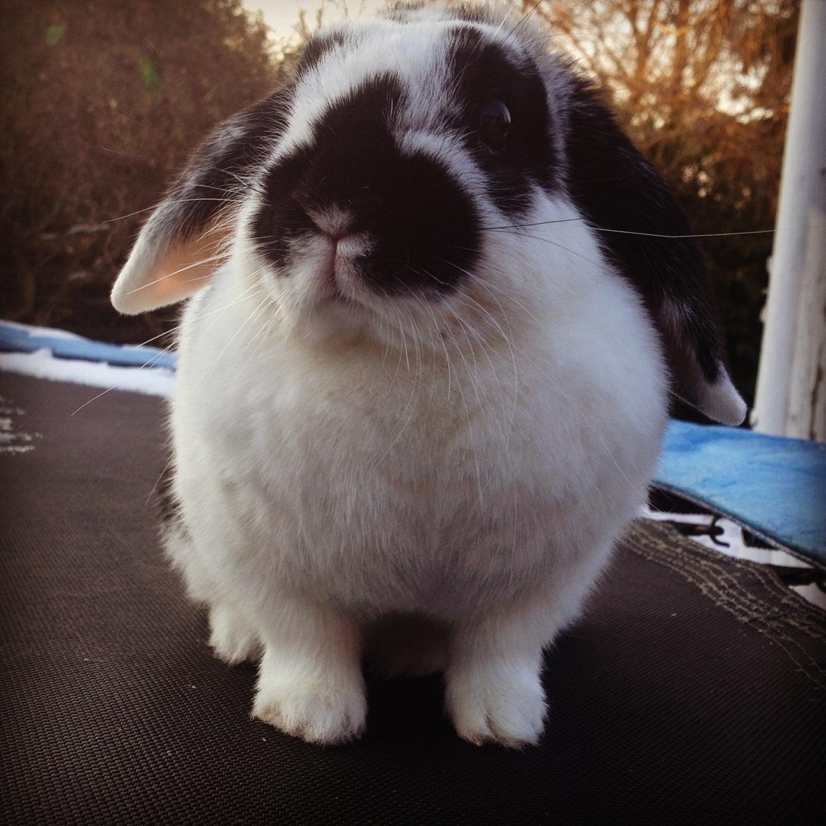 Kanin Alice billede 29