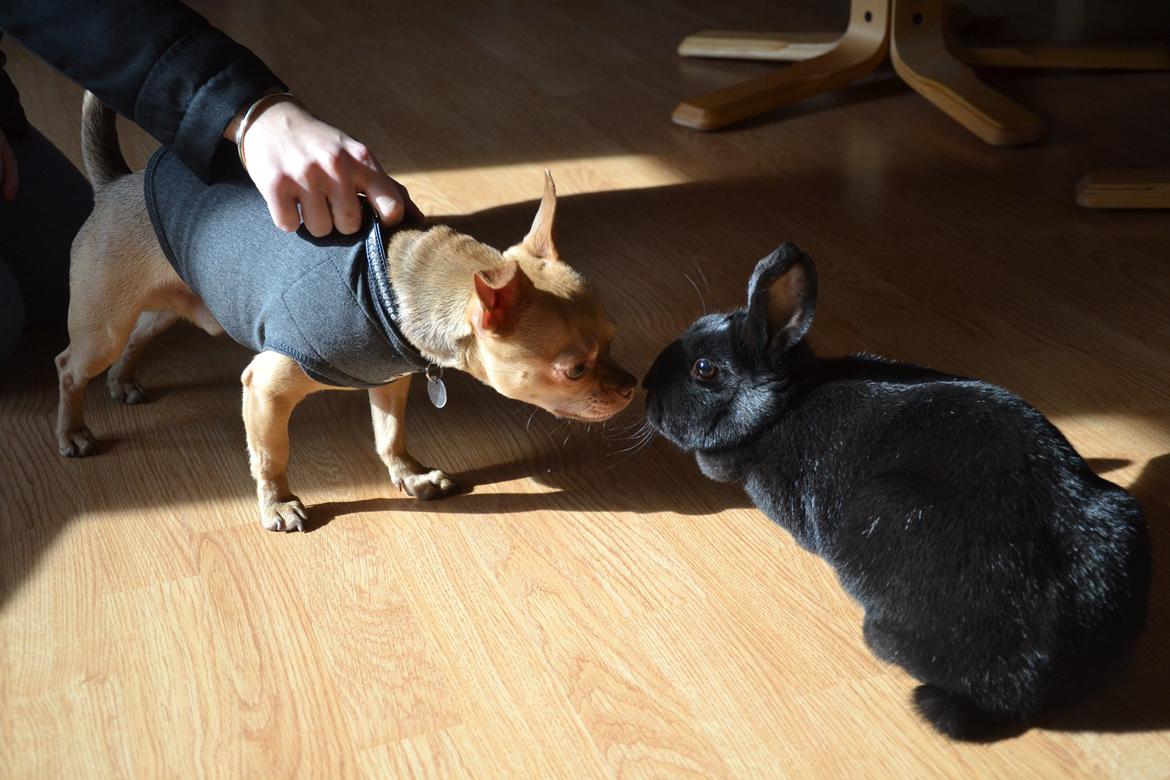 Kanin Nikki Ebony † 10/09-13 † - Min søsters hund og Nikki, kærlighed i luften! ♡ billede 6