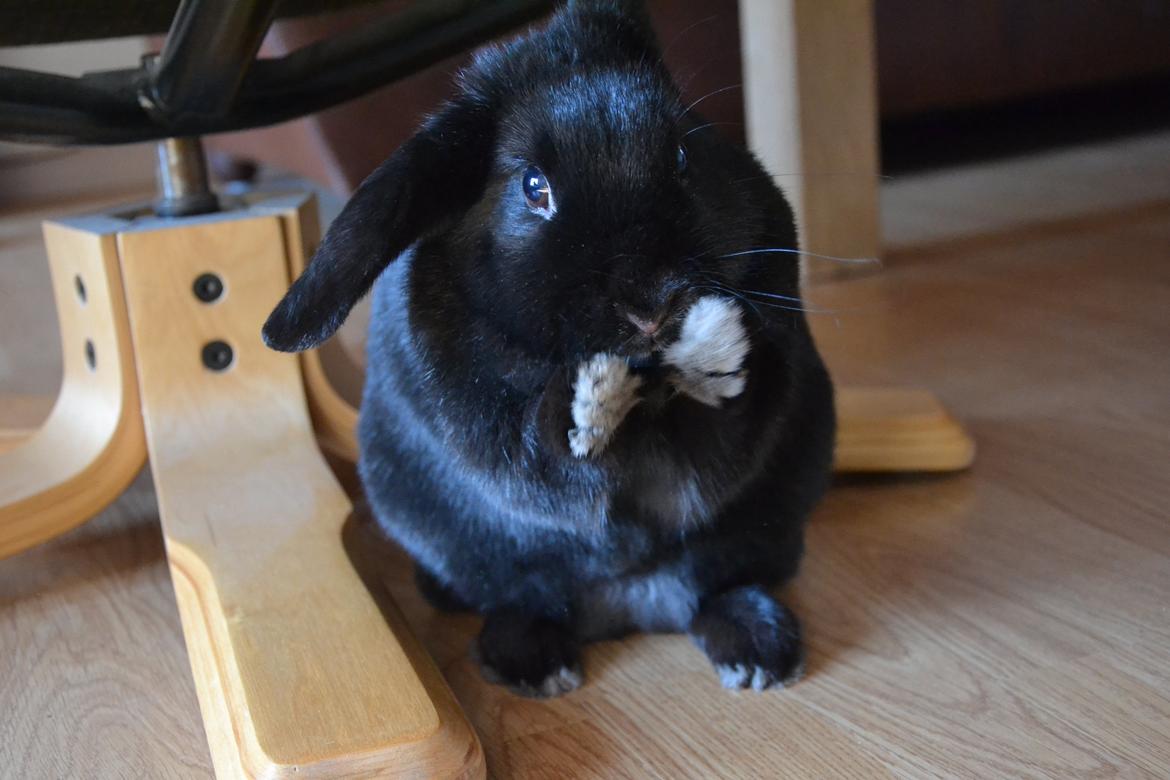 Kanin Nikki Ebony † 10/09-13 † -  ♡ billede 9