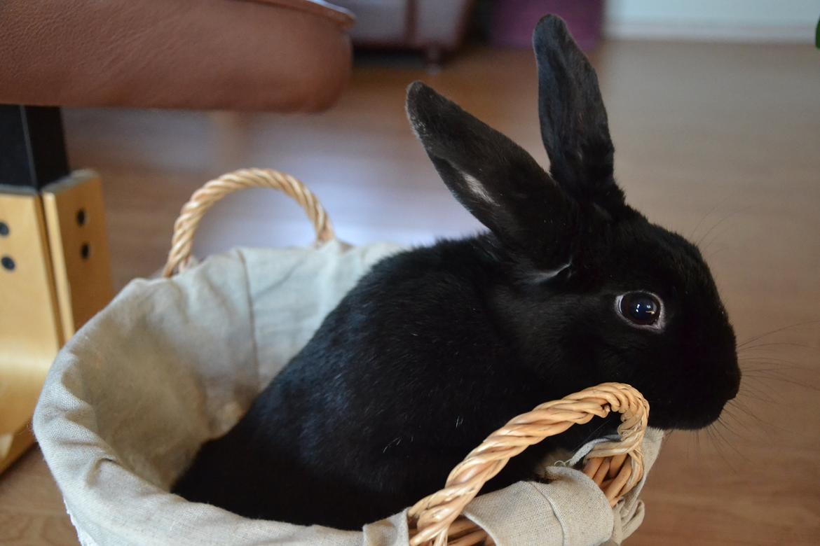 Kanin Nikki Ebony † 10/09-13 † - Lille skat. ♡ billede 3