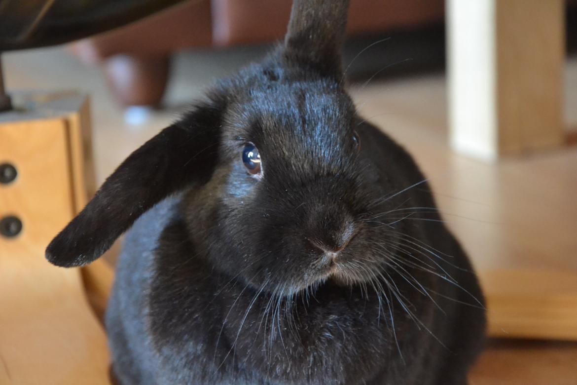 Kanin Nikki Ebony † 10/09-13 † - Close up. ♡ billede 4