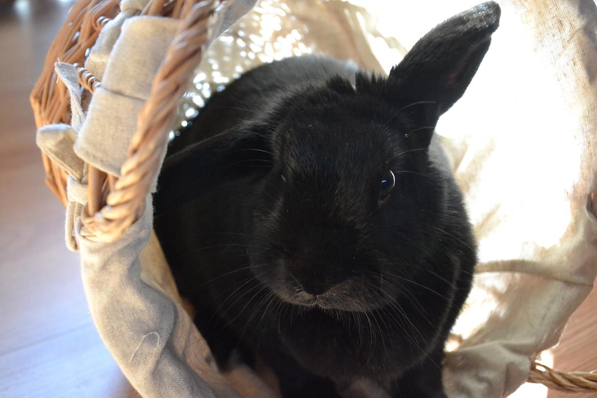 Kanin Nikki Ebony † 10/09-13 † billede 2