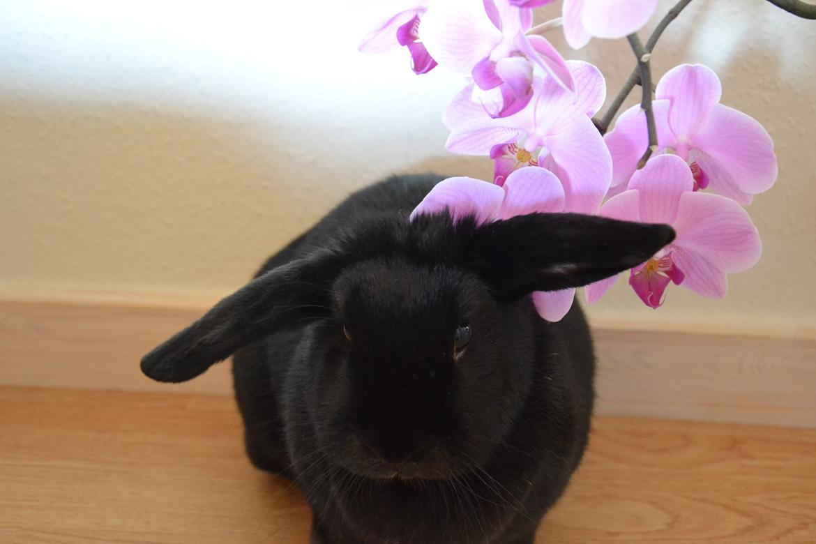 Kanin Nikki Ebony † 10/09-13 † - Yndlings kanin og yndlings blomst. ♡ billede 11