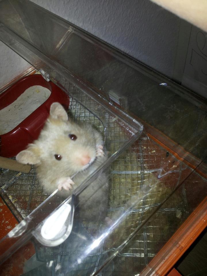 Hamster Prop <3 - Nuddi ♥ billede 15