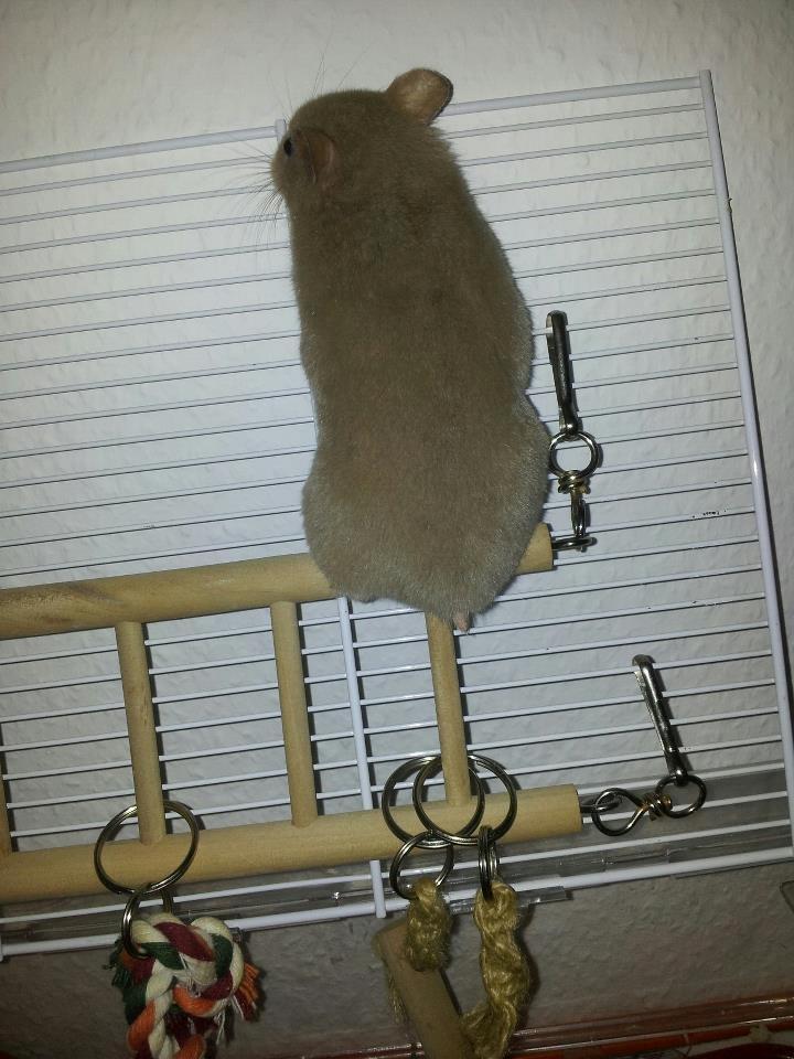 Hamster Prop <3 - 'Se mor!! Jeg kravler!<3' billede 16