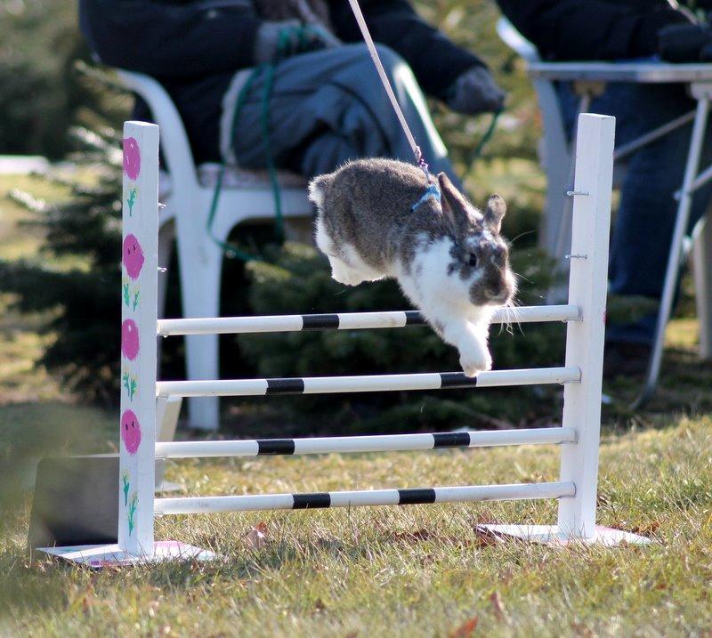 Kanin Winds Fuji - Taget af Frederikke Christiansen / Eskir billede 7