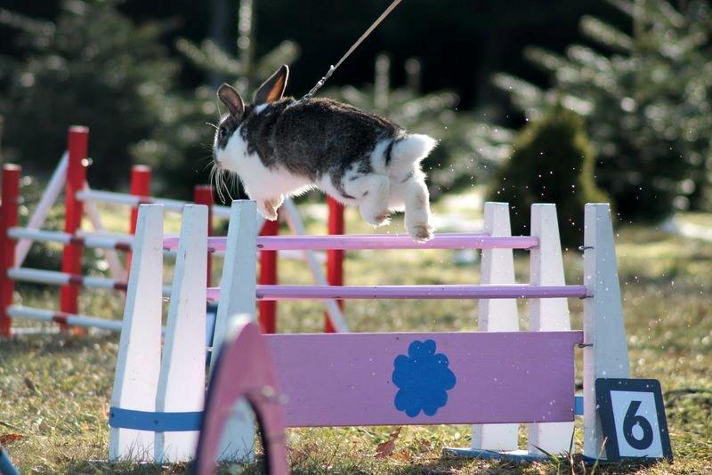 Kanin Winds Fuji - Taget af Frederikke Christiansen / Eskir billede 3