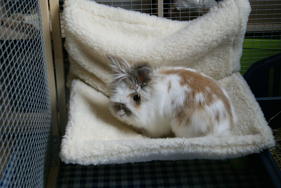 Kanin Maboha's Amilo billede 1