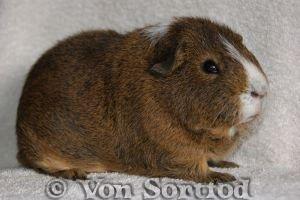 Marsvin DKkdCH LUX Alexander Helios billede 4