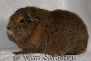 Marsvin DKkdCH LUX Alexander Helios billede 5