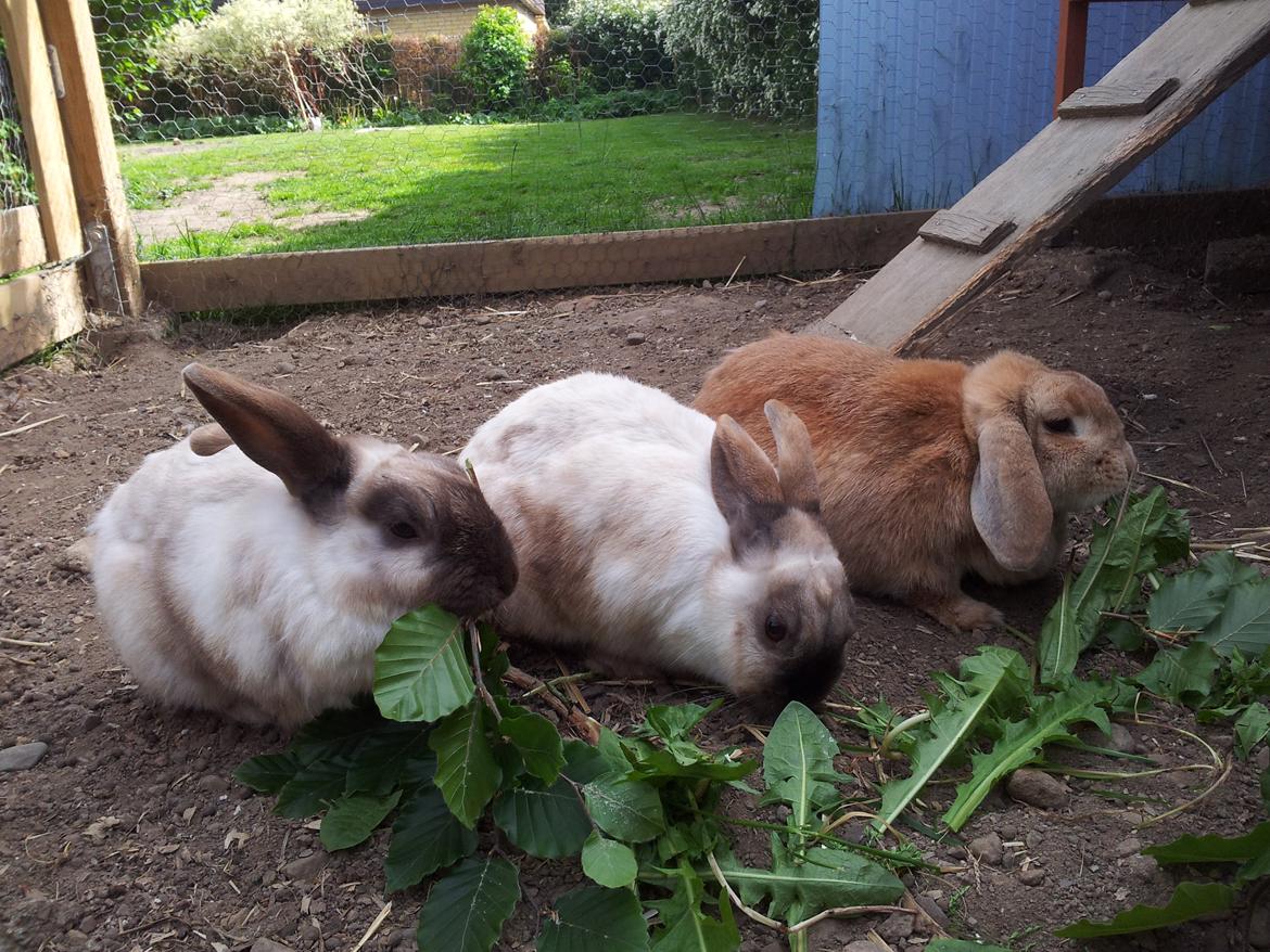 Kanin Linus - Linus og hans piger (CoCo og Mars) Desværre er Mars i kaninhimmelen nu, men han og CoCo er allerbedste venner og nusser altid med hinanden. billede 6