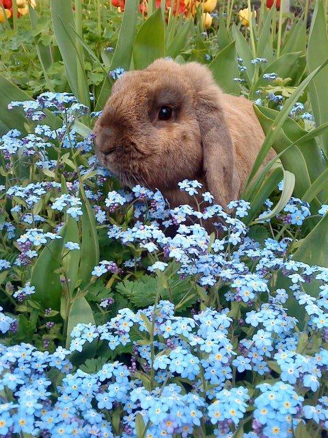 Kanin Nimbus - blomster kaninen  billede 1