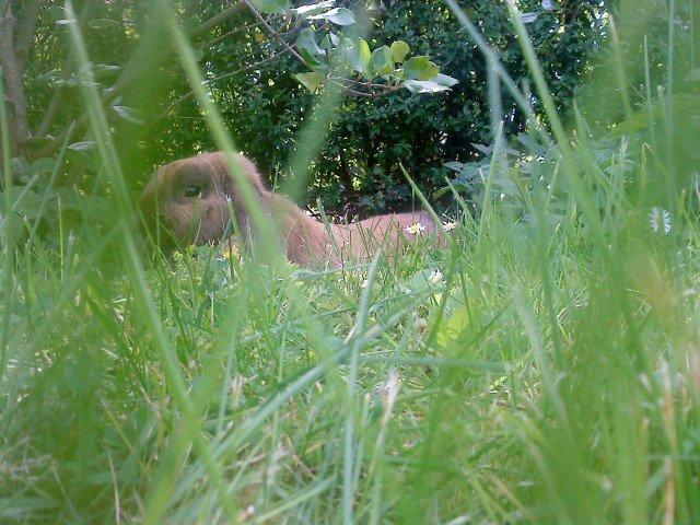 Kanin Nimbus billede 14