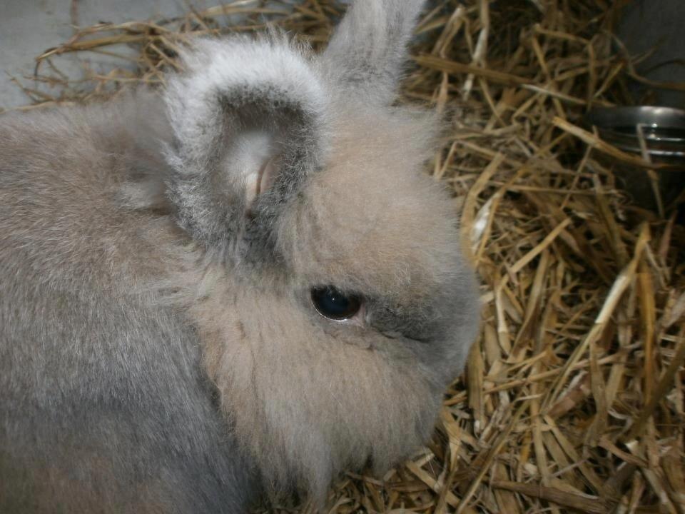 Kanin Bella - det er er det bedste billede jeg har af bella<3:-* billede 3