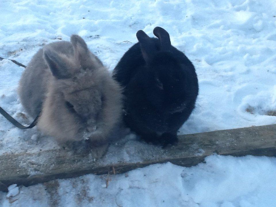 Kanin Bella - bella i vinters 2012
med sin bedste venbinde<3<3 billede 6