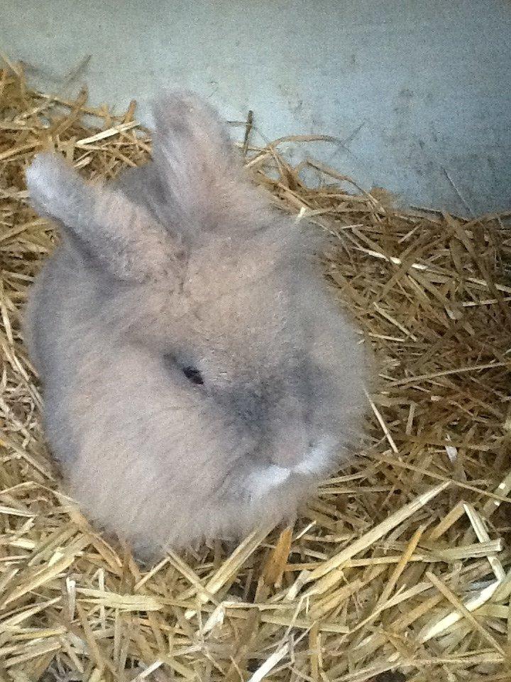 Kanin Bella - bella vendter spændt på at flytte sted<3<3 billede 8