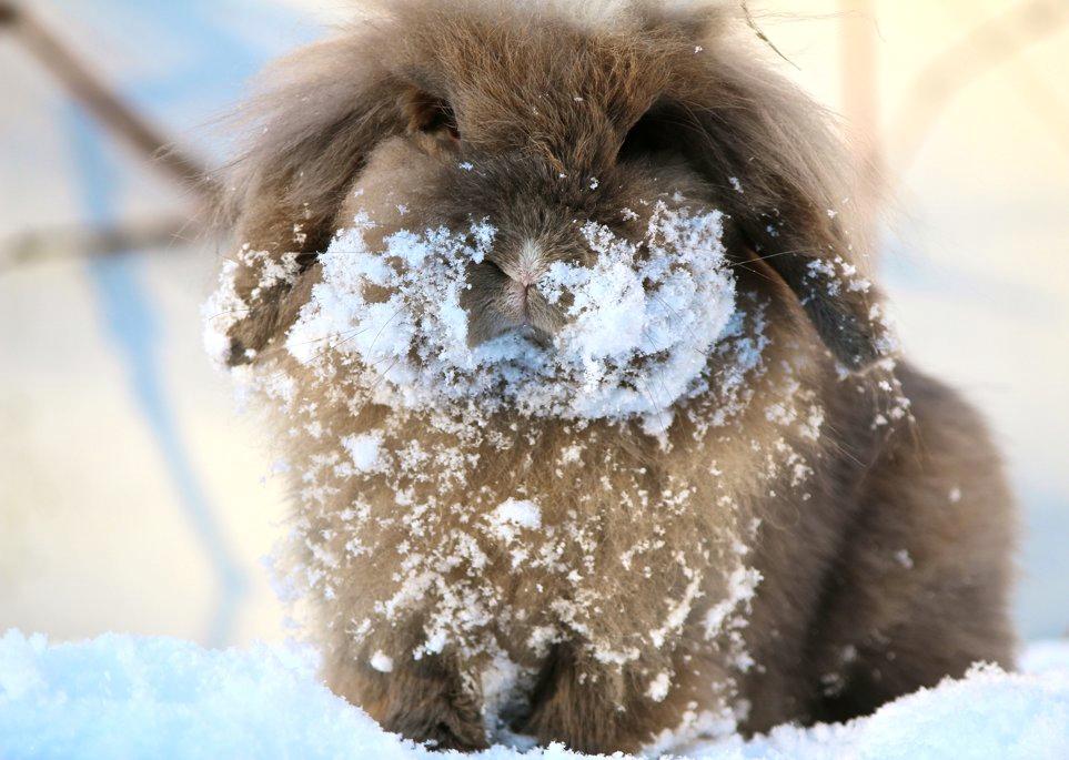 Kanin Løvevædder Joes Cappucchino - (Ea) - 21/3-13 - Jeg elsker sne! billede 3