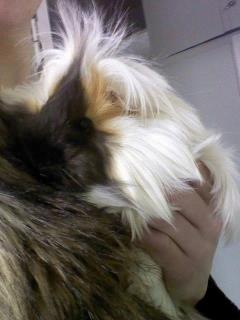 Marsvin *Dexter* (aflivet) billede 1